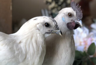 Developing Moonbeam Chickens